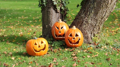 Halloween pumpkins carved with scary faces at Claydon, Buckinghamshire.